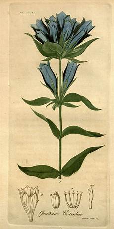 Botanica Medical