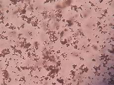 Medical Laboratory Materials