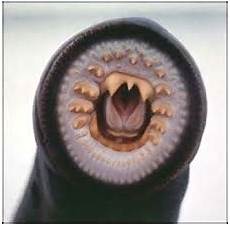 Medical Leech