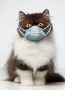 Medical Masks
