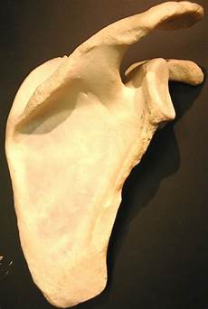 Medical Parts