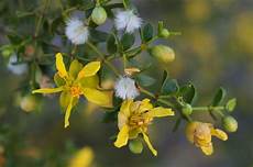 Medical Plants Consultancy Services