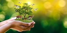 Medical Plants Consultancy Services