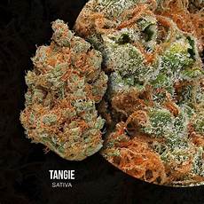 Medical Rolls