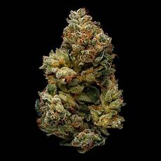 Medical Rolls